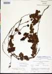 Vitis