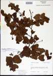 000002786-thumbnail.jpg
