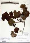 Vitis