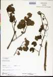 000002826-thumbnail.jpg