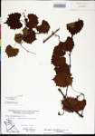 000002828-thumbnail.jpg