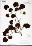 Vitis