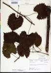 000002833-thumbnail.jpg