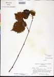 Vitis
