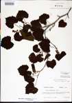 000002846-thumbnail.jpg