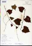 Vitis