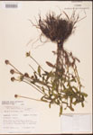 000002863-thumbnail.jpg