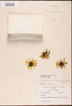 Rudbeckia