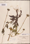 000002903-thumbnail.jpg