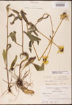 Rudbeckia