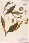 000002913-thumbnail.jpg