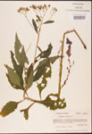 000002915-thumbnail.jpg