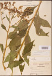 000002916-thumbnail.jpg