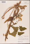 000002917-thumbnail.jpg