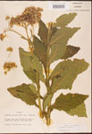 000002919-thumbnail.jpg