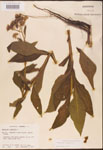 000002920-thumbnail.jpg