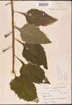 000002921-thumbnail.jpg