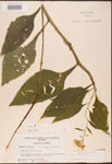 000002923-thumbnail.jpg