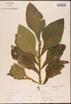 000002924-thumbnail.jpg