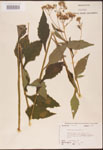 000002931-thumbnail.jpg