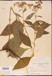 000002932-thumbnail.jpg