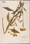 000002933-thumbnail.jpg