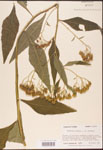 000002937-thumbnail.jpg