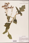 000002938-thumbnail.jpg