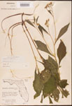 000002941-thumbnail.jpg