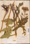 000002942-thumbnail.jpg