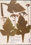 000002945-thumbnail.jpg
