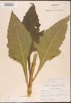 Verbesina