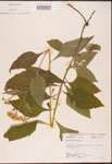 000002952-thumbnail.jpg