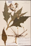 000002954-thumbnail.jpg
