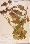 000002956-thumbnail.jpg
