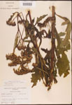 000002959-thumbnail.jpg