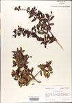 000002990-thumbnail.jpg