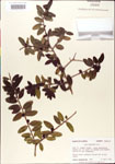000002991-thumbnail.jpg