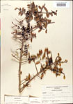 000002993-thumbnail.jpg