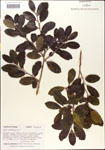 000002994-thumbnail.jpg