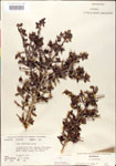 000002995-thumbnail.jpg