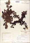 000002996-thumbnail.jpg