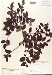 000003002-thumbnail.jpg