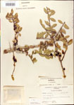 000003003-thumbnail.jpg