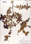 000003005-thumbnail.jpg