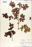 000003006-thumbnail.jpg