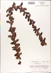 000003007-thumbnail.jpg