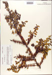 000003009-thumbnail.jpg