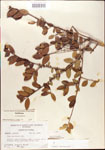 000003011-thumbnail.jpg