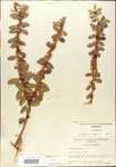 000003014-thumbnail.jpg